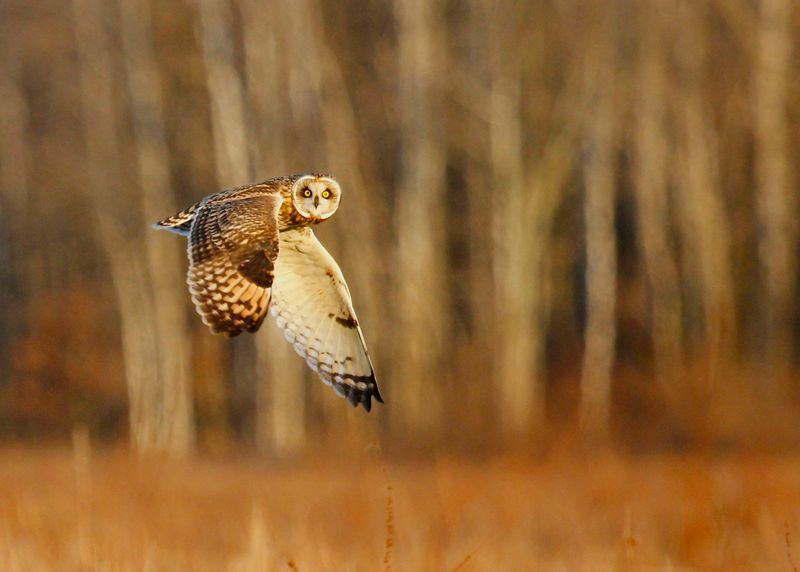 Shawangunk Grasslands National Wildlife Refuge