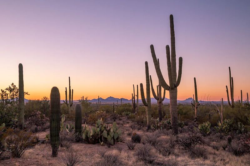 Saguaro National Park