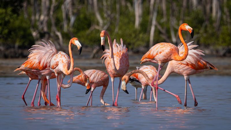 Flamingos Are Native to Florida, Despite Past Myths