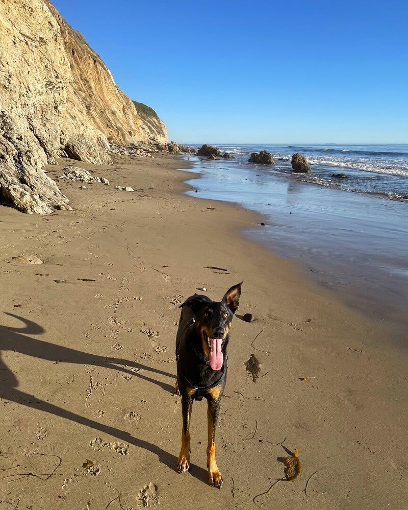 Arroyo Burro Beach: Santa Barbara's Hidden Treasure