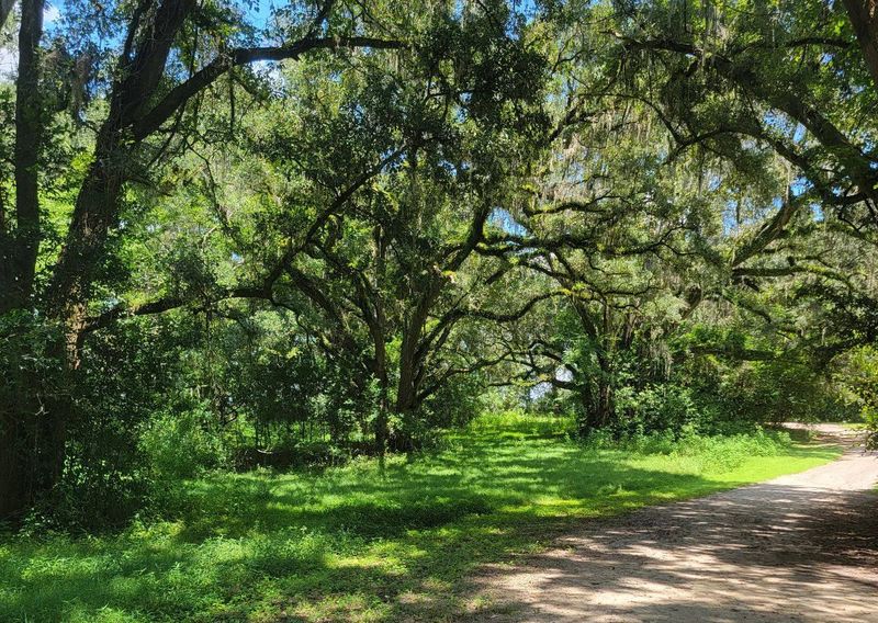 Miccosukee Canopy Road Greenway near Tallahassee: Pathways Linked to Native Traditions