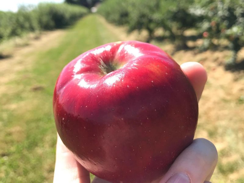 Crisp Magic At Bluebird Orchards
