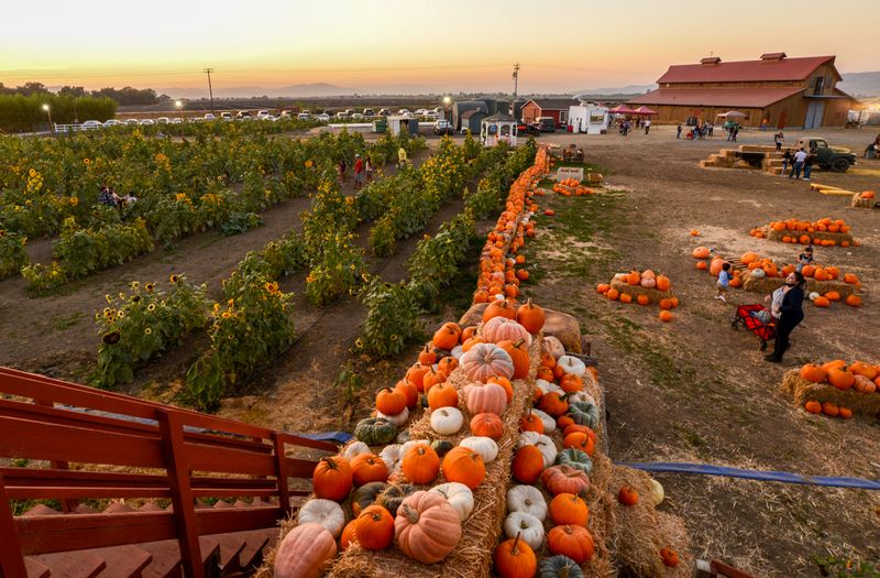 Swank Farms in Hollister: Pumpkins, Sunflowers, and Seasonal Attractions