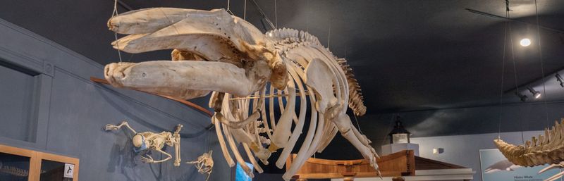 The Whale Museum in Friday Harbor: Marine Life Education on San Juan Island