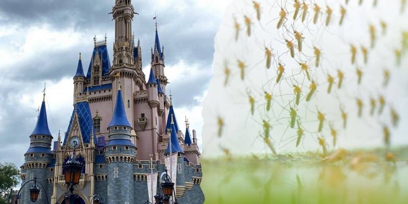 Theme Parks Aren't Immune to the Swarm