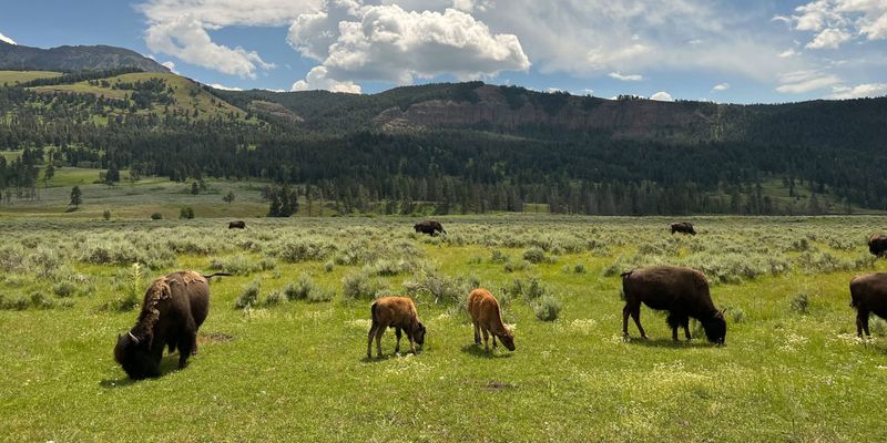 Day Trips from Cody into Yellowstone National Park