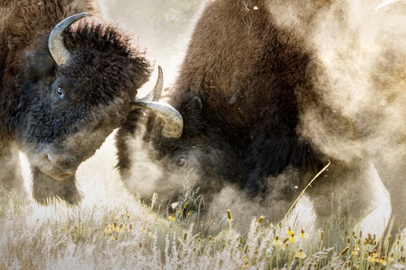 Wildlife Encounters from Elk to Bison