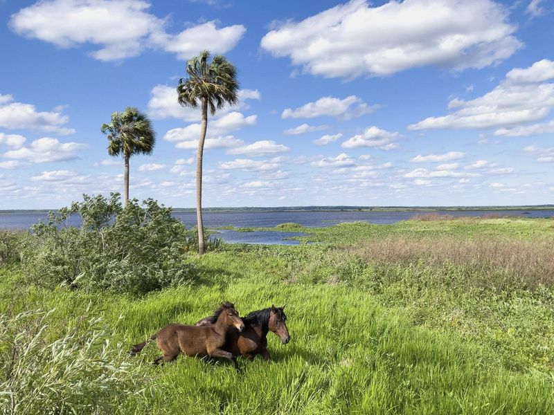 Paynes Prairie Preserve State Park