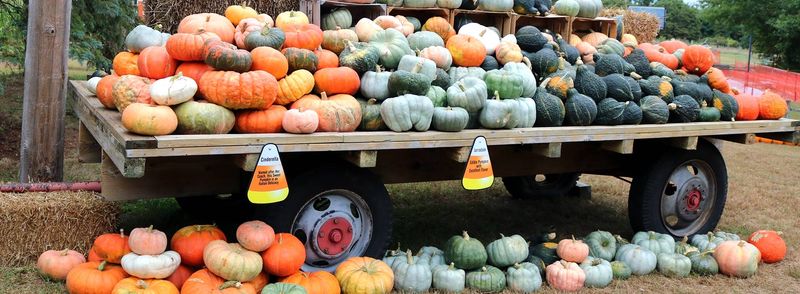 Harvest Moon Acres in Gobles: Family Fun with Hayrides and Games