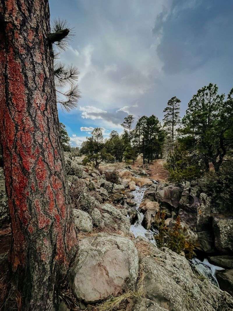 Picture Canyon Trail: A Desert Forest Oasis