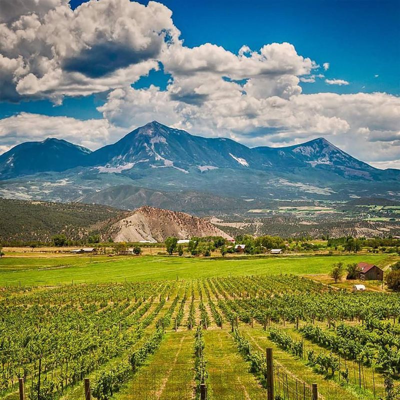Paonia's Vineyards and Orchards