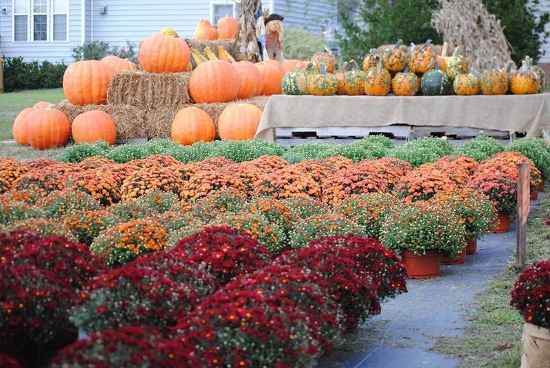 DJ's Berry Patch: Apex's Free-Entry Food Paradise