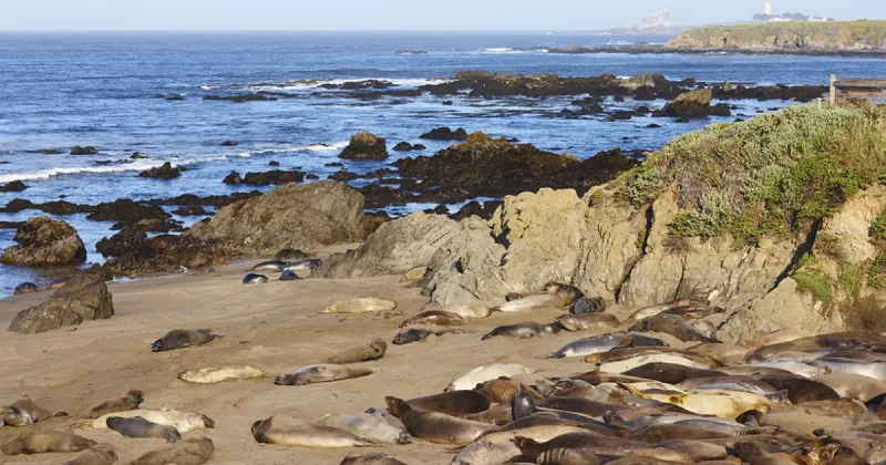Magnificent Marine Neighbors