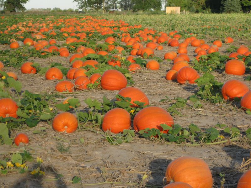 Johnson's Pumpkin Farm in Saginaw: A Longtime Fall Favorite