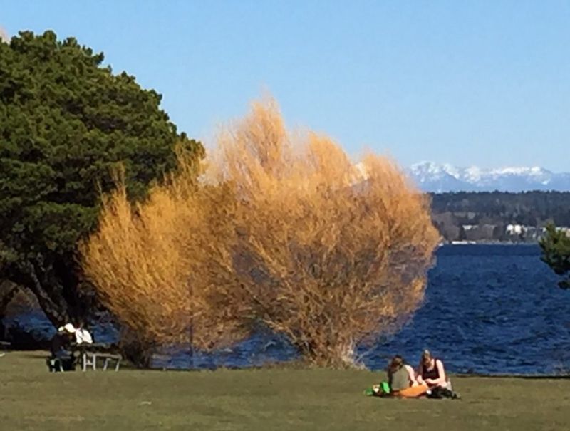 Magnuson Park Meadows in Seattle