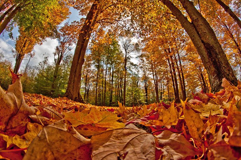Cook Forest State Park: Ancient Pines Meet Autumn Splendor