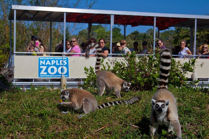 Naples Zoo at Caribbean Gardens