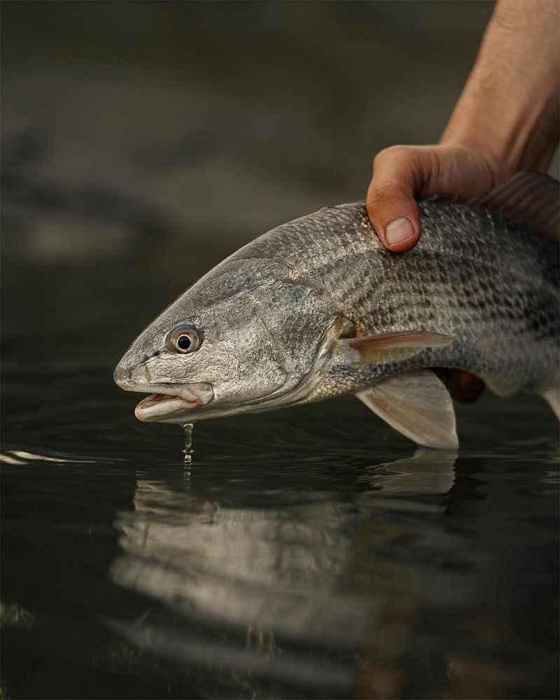 Mosquito Lagoon - Redfish Capital of the World