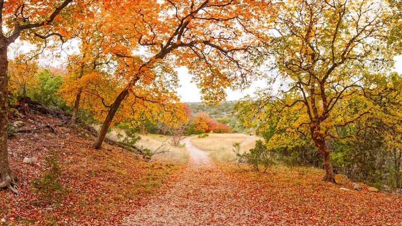 Lost Maples State Natural Area