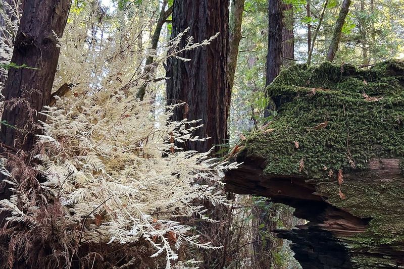 Albino Redwood (Samuel P. Taylor State Park, Marin County)