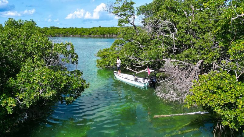 Mobbly Bayou Preserve (Pinellas County)
