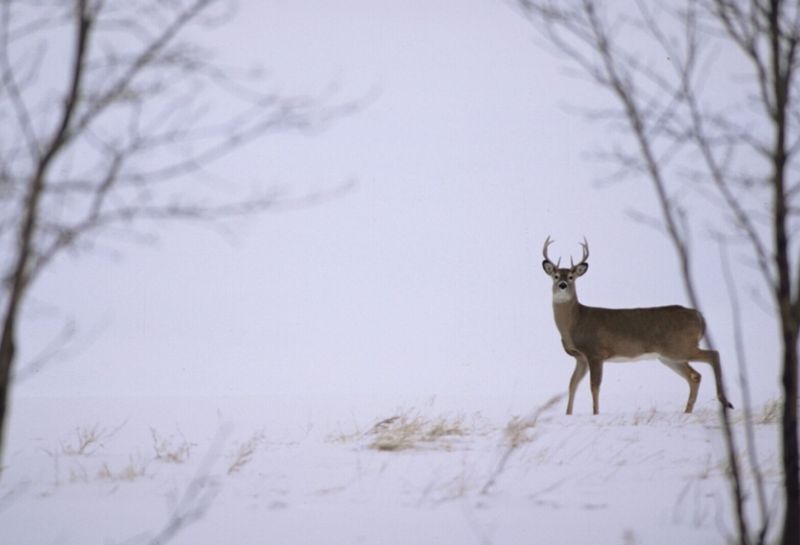 Wildlife And Pets React Differently