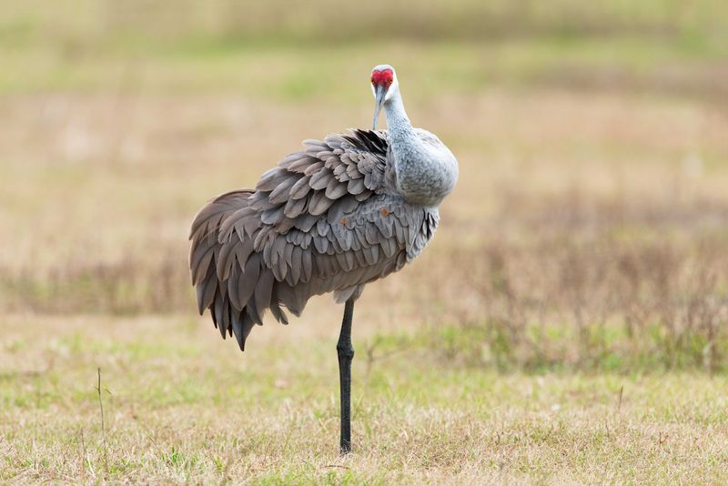 Paynes Prairie Preserve State Park