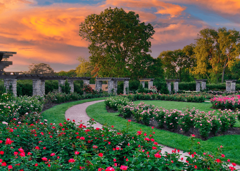 Wander Among Blooms At The American Rose Center