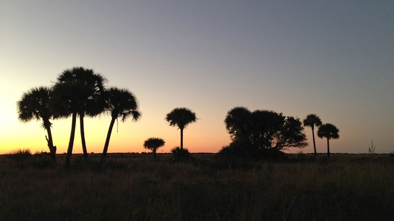 Kissimmee Prairie Preserve State Park