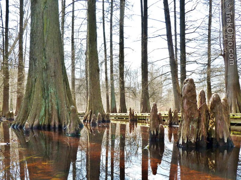 Dawes Arboretum's Hidden Cypress Swamp