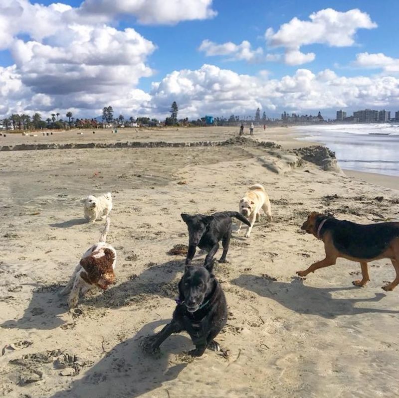 Coronado Dog Beach: Luxury Shoreline For Fido