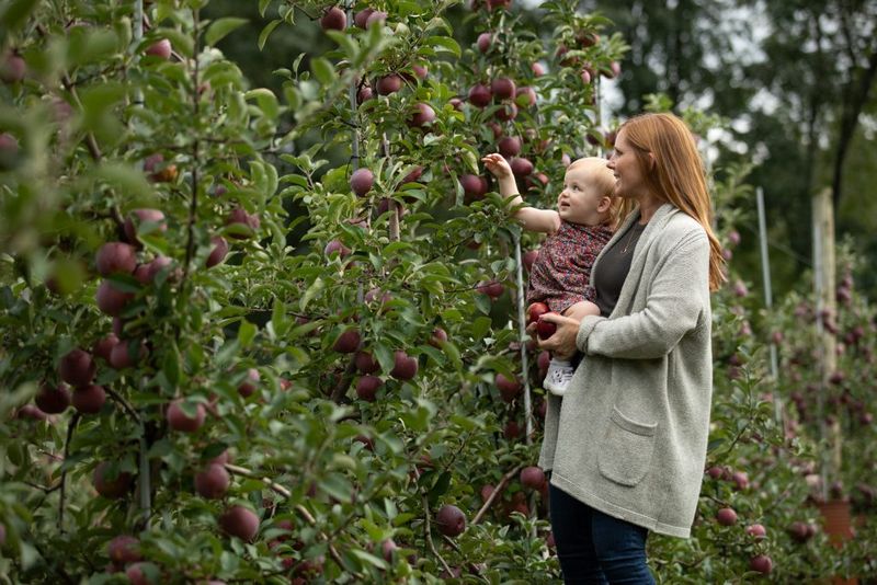 Wilklow Orchards: Old-World Charm Meets Cinematic Beauty