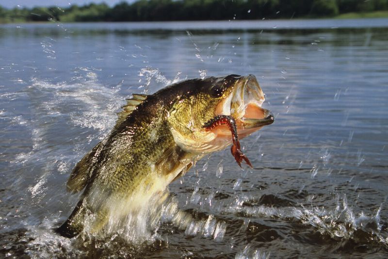 Lake Okeechobee - Legendary Bass Fishing Haven