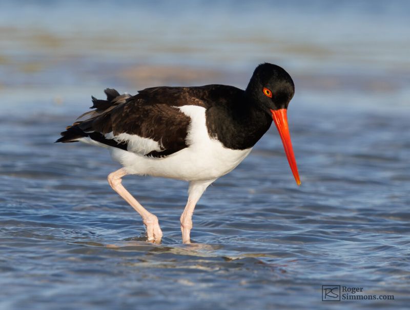 Fort De Soto Park: Where Wildlife Meets White Sand