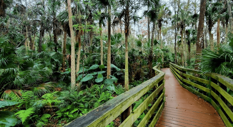 Black Bear Wilderness Loop Trail in Sanford: Echoes of Early Florida Settlers