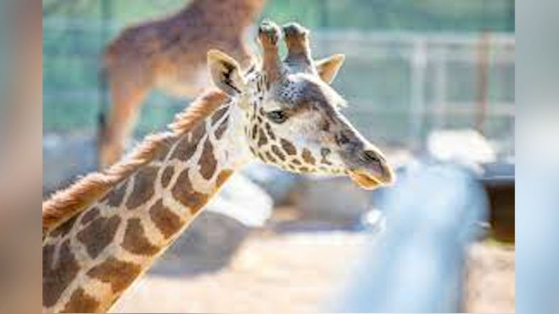 Fresno Chaffee Zoo: Face-To-Face Wildlife Encounters