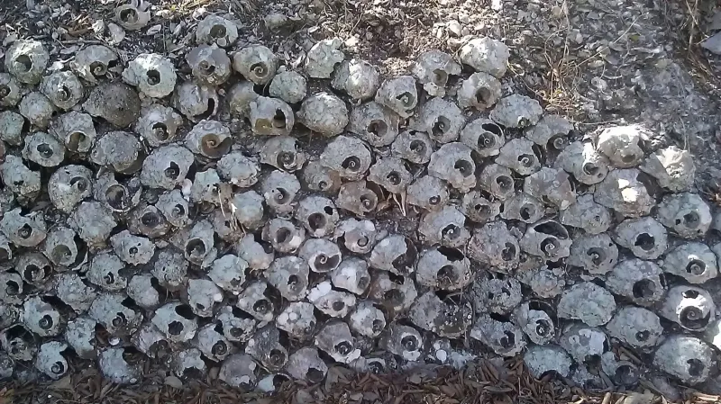 Josslyn Island Shell Mound