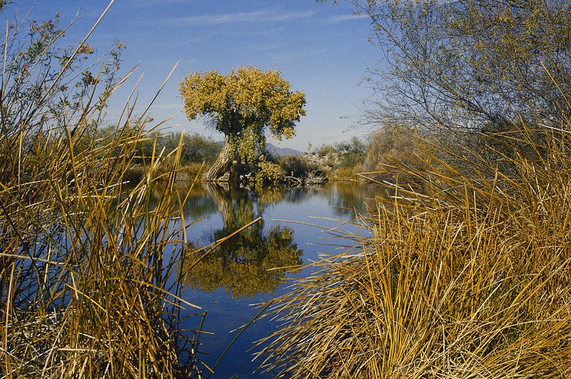 Quitobaquito Springs: Ancient Desert Oasis