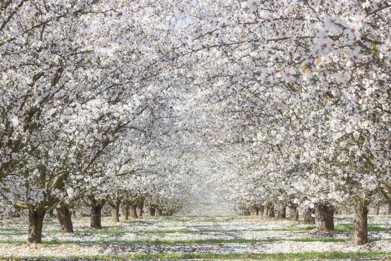 Blossom Trail: A Springtime Symphony of Colors