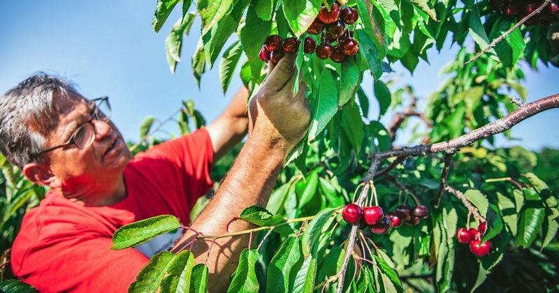 Smaller Orchard Festivals & U-Pick Pie Days, Leelanau & Grand Traverse
