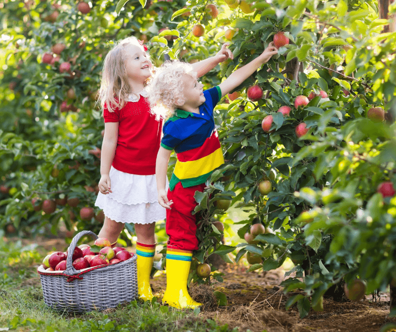 Spicer Orchards - Fenton