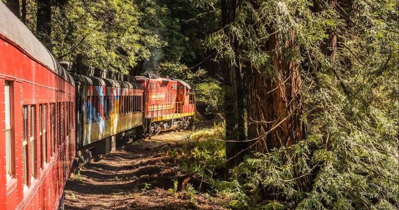 From Willits: The Wolf Tree Turn Into Redwood Country