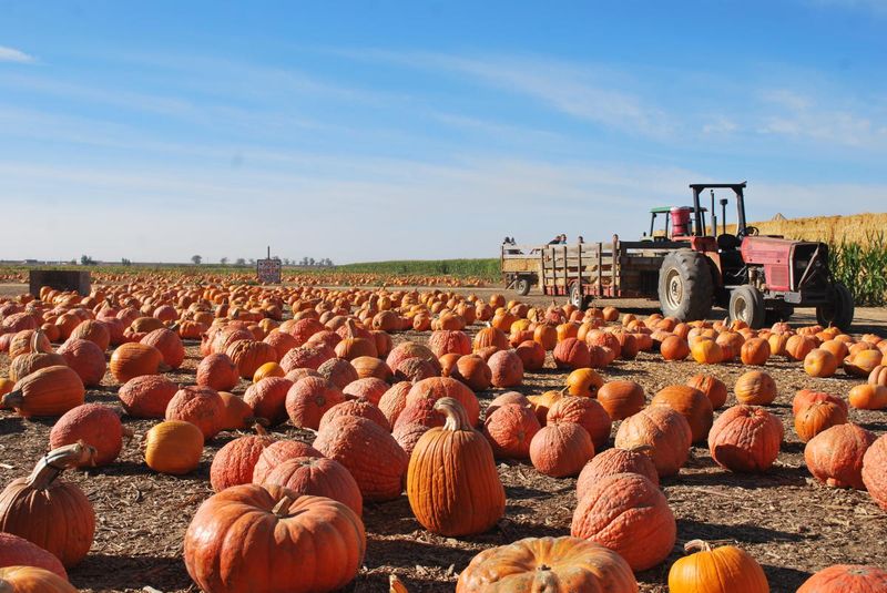 River Pumpkin Patch in Live Oak: Sacramento Valley Local Favorite
