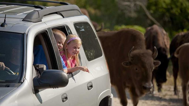 Wildlife Safari Park Expedition