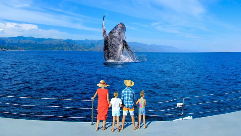 Whale Watching Wonders