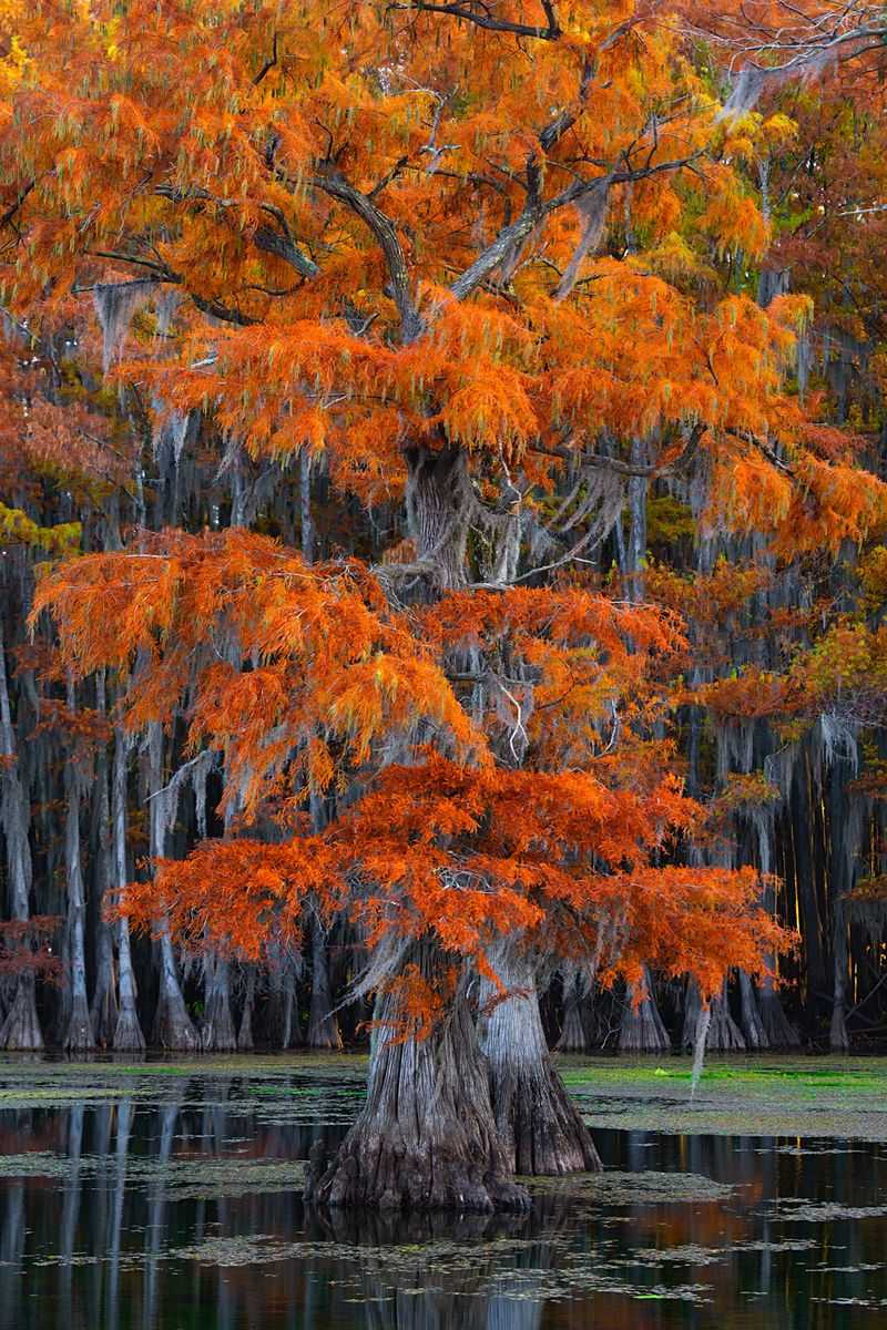 Caddo Lake Byway: Cypress Trees and Reflections in the Water