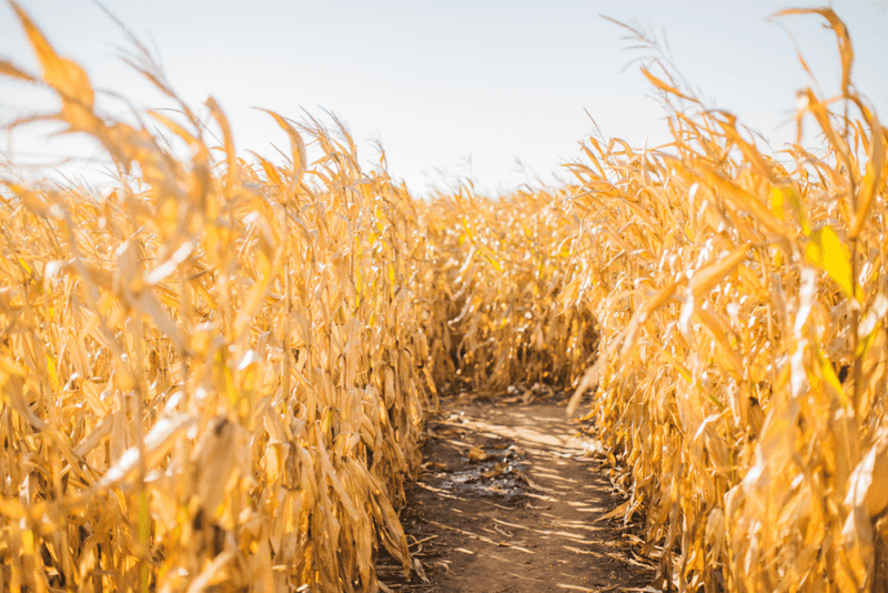 Harvestville Farm's Midnight Mystery Maze