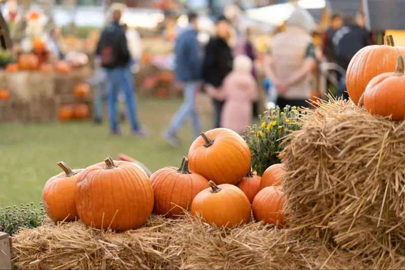 Harvest Festivals