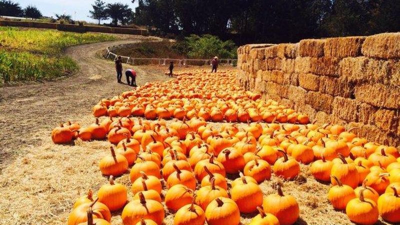 Coastal Pumpkin Farms Offer Picturesque Harvest Experiences
