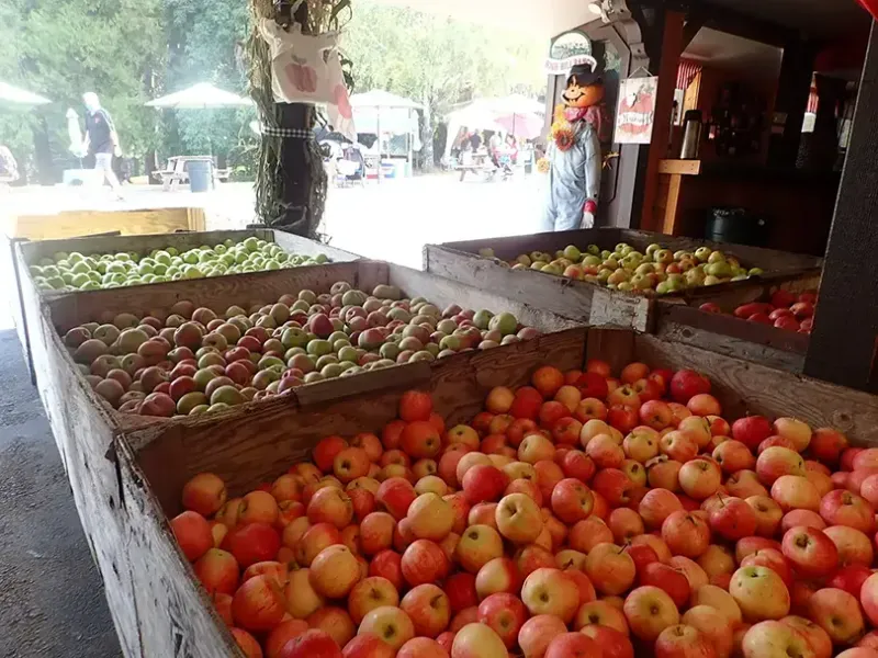 Apple Hill Harvest: Autumn's Orchard Adventure